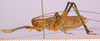 CollectionObject 1479285; 7947b4cd-1be6-438a-aff0-93b78a333cbe, cbt017s03: male, lateral view (paratype). (CollectionObject).