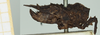 CollectionObject 1517880; 5c7beaa7-4ec9-405c-81e4-9b37024a7813, NHMUK010924409: male, lateral view (holotype). (CollectionObject).