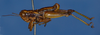 CollectionObject 1520239; 883b8bb0-e86e-4da2-854e-3bc4b5d7217c: male, lateral view (holotype). (CollectionObject).