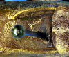 Metacaputus brenesi Naskrecki, 2000: male stridulatory apparatus (Costa Rica, Guanacaste Prov. Cerro del Hacha). (Otu).