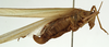 CollectionObject 1530630; 71275256-5846-4358-ba10-f15b51ff9583: female, lateral view (paralectotype of Tylopsis meruensis). (CollectionObject).