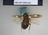 Paranauphoeta rufipes Brunner von Wattenwyl, 1865: Copyright NHM, London. Lectotype female of Nauphoeta discoidalis, ventral view. (Otu).