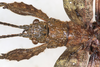 CollectionObject 1561350; 1adf552d-2146-4e4d-a9d2-f1cac6f562a3: copyright MHNG, Geneva. male: head & thorax, dorsal view (holotype). (CollectionObject).