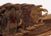 CollectionObject 1534735; 94b56ed9-1d7f-4b61-907f-e5d3ce4c8af8: male subgenital plate (paralectotype). (CollectionObject).