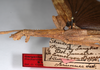 CollectionObject 1558810; 41431977-b50d-4ad8-96d6-f0cbb1fd52a6: copyright MNHU, Berlin. female: head & thorax, lateral view (paralectotype). (CollectionObject).