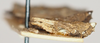 CollectionObject 1577218; 676f0aa4-7f8e-40c3-a92d-0f5366601bb8: male, lateral view. (CollectionObject).