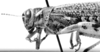 CollectionObject 1521483; 5913f6c2-3ba4-4c22-a725-051c7cefac17: Image, C.S. Carbonell. male head and pronotum, lateral view (syntype of Diponthus communis). (CollectionObject).