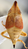 Habitus, dorsal view on Chlidochrus ventricosus Emeljanov, 1962: holotype. (Observation).