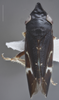 Habitus, dorsal view: !! display not done !! on Cochlorhinus pluto Uhler, 1876: Dorsal. (Observation).