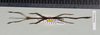 Staelonchodes harmani (Bragg & Chan, 1993): copyright Natural History Museum, London. female (paratype). (Otu).