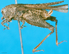 CollectionObject 1568339; 9dc4cd2f-2f68-4dc9-980b-40965078c67a: female, lateral view (syntype of Coptotettix annulipes). (CollectionObject).