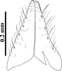 Subgenital plate, ventral view on Concavifer marmoratus Dlabola, 1960: (Observation).