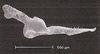 Stylus: !! display not done !! on Curtara (Curtara) concava DeLong & Freytag, 1976: Male: style, dorsal view. (Observation).