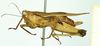 CollectionObject 1585767; c977b3ac-eeff-4af7-9d23-260757fc726e: female, lateral view (paralecotype). (CollectionObject).