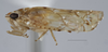 Habitus, lateral view: (Observation).