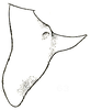 CollectionObject 1522190; 0aa56165-7da1-4b0d-9375-07a6341a1407: Pl. IV, Fig. 63 (after type). male left cercus, dorsal outline. (CollectionObject).
