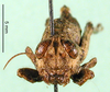 CollectionObject 1501095; 7bdf8cfe-6ca0-43ea-8238-d024e8f22729: female, frontal view (holotype). (CollectionObject).
