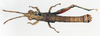 CollectionObject 1540551; 45eb9807-8e58-469a-8b95-713cbb937df4: male, dorsal view (neotype). (CollectionObject).
