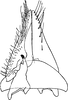 Subgenital plate: !! display not done !! on Ophiolix paludosus (Boheman, 1845): Subgenital plate. (Observation).