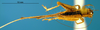 CollectionObject 1565731; b9c94762-f017-40f7-8c88-f84699ee02b1: female, dorsal view (paratype). (CollectionObject).