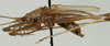 CollectionObject 1476060; 24d09a36-2f7f-45f2-861e-b040af05ccfa: male, lateral view (holotype). (CollectionObject).