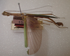 Micadina difficilis Günther, 1940: copyright ZFMK, Bonn. male (syntype). (Otu).