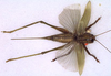 CollectionObject 1517364; f14bd932-7b32-4da8-a38d-dc91fc6f8ec7: female, dorsal view (holotype). (CollectionObject).