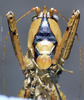 CollectionObject 1537871; fb7890a9-10e6-41b0-9dce-6e20d873373f: male, frontal view. (CollectionObject).
