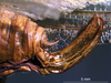 CollectionObject 1503414; MBBJ 3226139, e649db11-77b7-4cc1-844a-4b831806287c: female ovipositor. (CollectionObject).