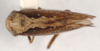 Habitus, dorsal view: !! display not done !! on Mimodorus (Mimodorus) diabolus Linnavuori, 1959: (Observation).