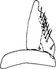 Subgenital plate, ventral view on Aplanatus pallibandus Cheng, 1980: Subgenital plate. (Observation).