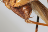 CollectionObject 1506461; 9ec82bb6-3b98-4b2e-b745-47bd3137269d: female, lateral view (syntype). (CollectionObject).