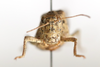 CollectionObject 1593071; 8ab918ee-fb6c-40cc-9671-74f39b2469e1: female, frontal view (paratype). (CollectionObject).