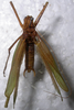Kuwayamaea sapporensis Matsumura & Shiraki, 1908: male, dorsal view. (Otu).