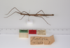 CollectionObject 1561707; a0f2e313-1b6b-42b0-8e11-519484c44c98: copyright ZMUH, Hamburg. female, lateral view of synonym Cuniculina modesta (syntype). (CollectionObject).