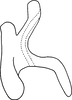 Aedeagus, lateral view on Erythridula cuneata (Beamer, 1930): Aedeagus (holotype), lateral view. (Observation).