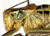 CollectionObject 1501850; cc03bfc7-af62-4f2b-92d7-5e02c97b3586: male hread and pronotum, lateral view (paratype of Poecilimon walteri). (CollectionObject).