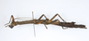 CollectionObject 1591896; acb19454-91fe-4db1-8508-ffc928ca2afd: copyright USNM, Washington. female, lateral view (paratype). (CollectionObject).;CollectionObject 1591897; d1971875-9839-4678-8b9d-2ea18fbdd7eb: copyright USNM, Washington. female, lateral view (paratype). (CollectionObject).