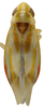 Habitus, dorsal view on Erythridula praecisa (Knull, 1946): Habitus (OSU collection). (Observation).