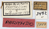 CollectionObject 1513526; MLP3492/2, acf8553d-61ca-4047-81b3-6cc0cad32112: labels (paratype). (CollectionObject).