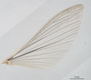 male, hind wing, dorsal view. Depicts CollectionObject 1578147; c97c2ea3-e639-40e7-ab73-e4020d0859b8, a CollectionObject.