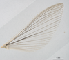 CollectionObject 1578147; c97c2ea3-e639-40e7-ab73-e4020d0859b8: male, hind wing, dorsal view. (CollectionObject).