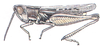 Eritettix simplex (Scudder, 1869): male habitus. (Otu).