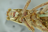 CollectionObject 1532201; 1b9c2e5f-0992-4ae0-bc68-8bb4aac101ca, NMW No. 57362: female head and thorax, ventral view (syntype of Dictyota pruinosa). (CollectionObject).