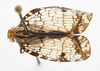 Habitus, dorsal view: !! display not done !! on Biolleyana pictifrons (Stål, 1864): (Observation).