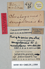 CollectionObject 1572733; e7665771-097f-4e2b-96ca-8e49df0195d5: female, labels (paratype). (CollectionObject).