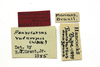 CollectionObject 1522996; 243b1286-6ab5-47c7-b0b5-62b400bedcc4: labels (holotype of Paurotarsus amazonus). (CollectionObject).