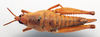 CollectionObject 1540558; fa17b110-c347-4c4e-bf09-9d43870e1416: female, dorsal view (holotype). (CollectionObject).