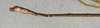 CollectionObject 1557964; 2ca44772-85ca-41f5-9276-61de07aee707: copyright NMW, Vienna. male: end of abdomen, lateral view (syntype). (CollectionObject).;CollectionObject 1557965; 3547d98d-b5dc-41b4-b1af-88ce7efbefd1: copyright NMW, Vienna. male: end of abdomen, lateral view (syntype). (CollectionObject).