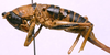 CollectionObject 1535037; 20c4037b-51ee-4c7f-a66a-4284a02ac41a: female, lateral view (holotype). (CollectionObject).